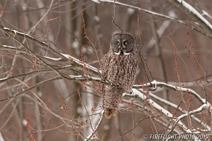 wildlife;raptor;owl;gray;grey;Strix nebulosa;red buds;snow;Canada;D5;2017
