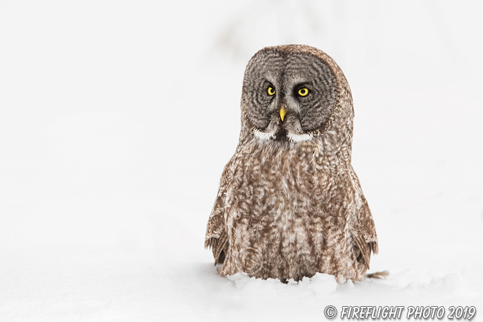 wildlife;raptor;owl;gray;grey;Strix nebulosa;close-up;snow;Canada;D5;2017