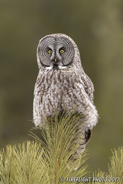 wildlife;raptor;owl;gray;grey;Strix nebulosa;pine;tree;Maine;ME;D5;2017