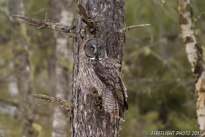 wildlife;raptor;owl;gray;grey;Strix nebulosa;branch;tree;Maine;ME;D5;2017