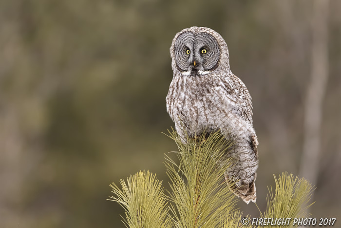wildlife;raptor;owl;gray;grey;Strix nebulosa;pine;tree;Maine;ME;D5;2017
