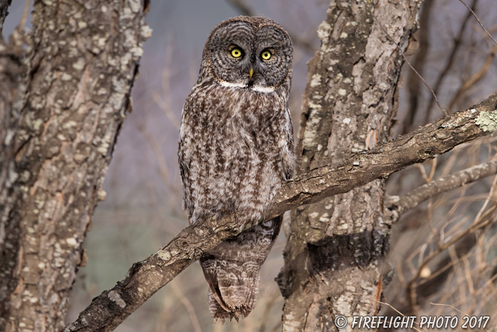 wildlife;raptor;owl;gray;grey;Strix nebulosa;tree;branch;New Hampshire;NH;D5;2017