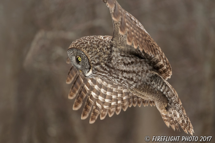 wildlife;raptor;owl;gray;grey;Strix nebulosa;Flight;NH;New Hampshire;D5;2017