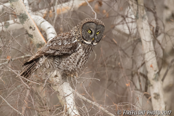 wildlife;raptor;owl;gray;grey;Strix nebulosa;birch;tree;New Hampshire;NH;D5;2017