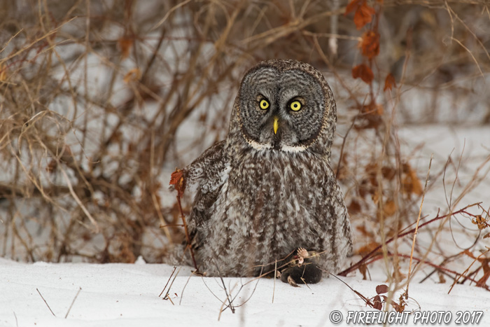 wildlife;raptor;owl;gray;grey;Strix nebulosa;snow;vole;New Hampshire;NH;D5;2017