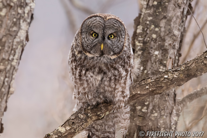 wildlife;raptor;owl;gray;grey;Strix nebulosa;tree;stare;New Hampshire;NH;D5;2017