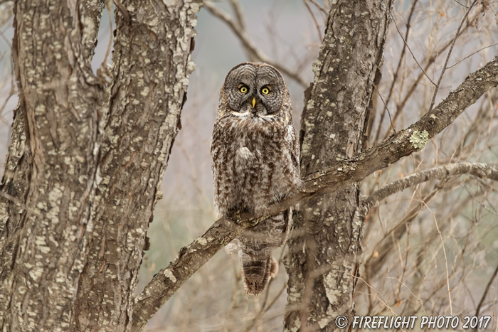 wildlife;raptor;owl;gray;grey;Strix nebulosa;branch;tree;New Hampshire;NH;D5;2017