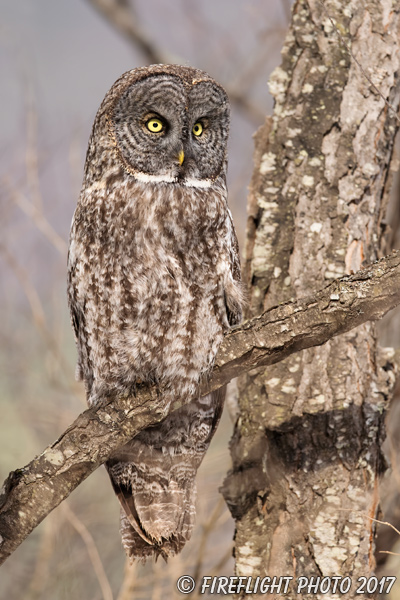 wildlife;raptor;owl;gray;grey;Strix nebulosa;branch;tree;New Hampshire;NH;D5;2017