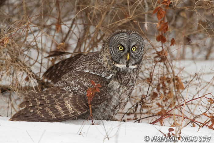 wildlife;raptor;owl;gray;grey;Strix nebulosa;snow;vole;New Hampshire;NH;D5;2017