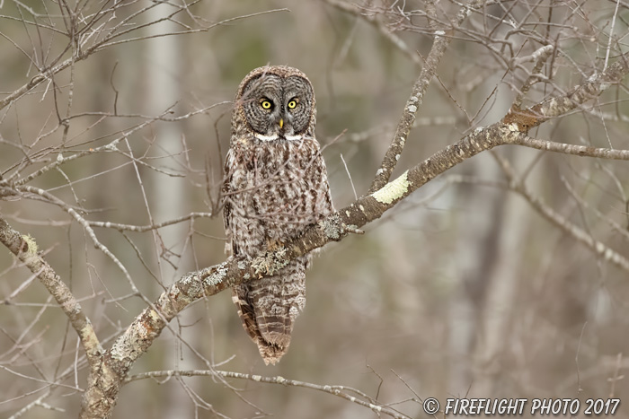 wildlife;raptor;owl;gray;grey;Strix nebulosa;tree;New Hampshire;NH;D5;2017