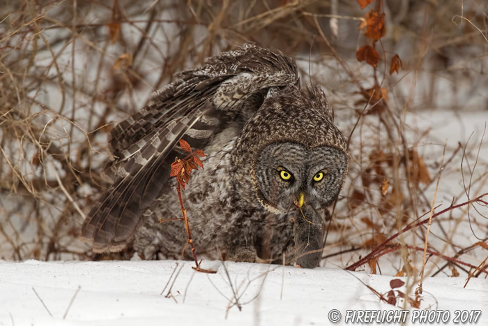 wildlife;raptor;owl;gray;grey;Strix nebulosa;snow;vole;New Hampshire;NH;D5;2017