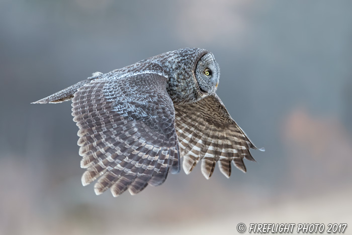 wildlife;raptor;owl;gray;grey;Strix nebulosa;Flight;NH;New Hampshire;D5;2017