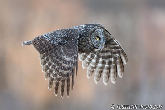wildlife;raptor;owl;gray;grey;Strix nebulosa;Flight;NH;New Hampshire;D5;2017