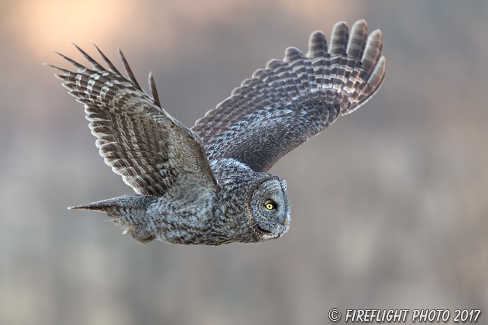 wildlife;raptor;owl;gray;grey;Strix nebulosa;Flight;NH;New Hampshire;D5;2017