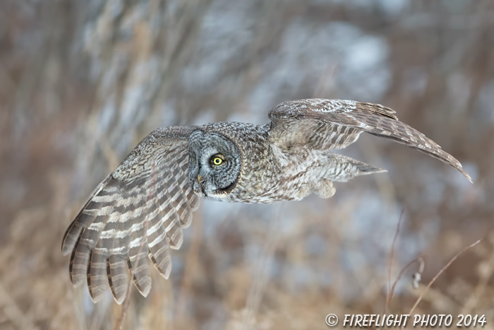 wildlife;raptor;owl;gray;grey;Strix nebulosa;Flight;NH;New Hampshire;D5;2017