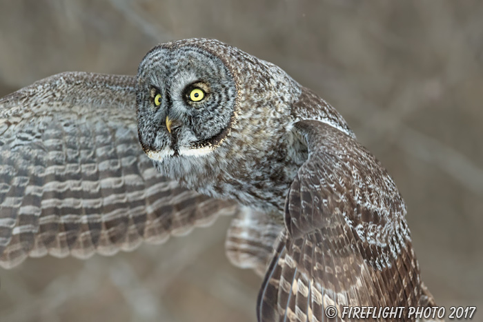 wildlife;raptor;owl;gray;grey;Strix nebulosa;Flight;NH;New Hampshire;D5;2017