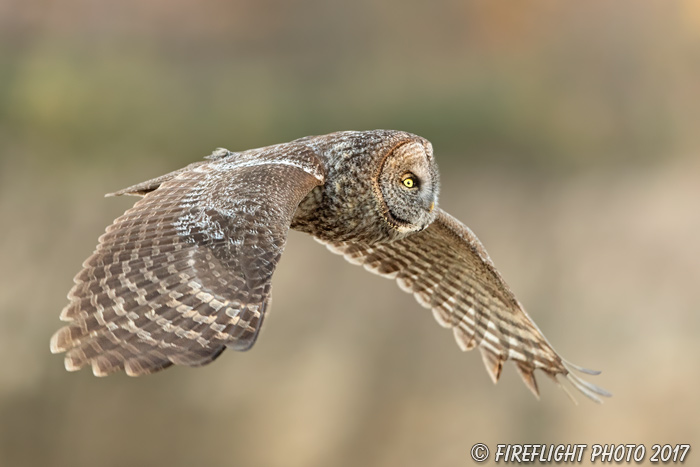 wildlife;raptor;owl;gray;grey;Strix nebulosa;Flight;sunset;NH;New Hampshire;D5;2017