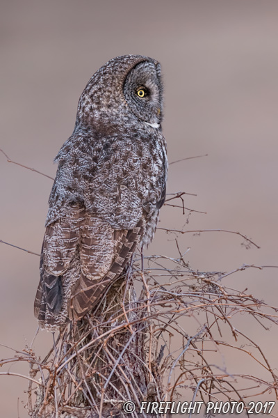 wildlife;raptor;owl;gray;grey;Strix nebulosa;snag;NH;New Hampshire;D5;2017