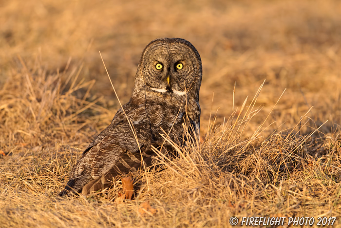 wildlife;raptor;owl;gray;grey;Strix nebulosa;grass;sunset;NH;New Hampshire;D5;2017