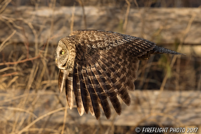 wildlife;raptor;owl;gray;grey;Strix nebulosa;Flight;sunset;NH;New Hampshire;D5;2017
