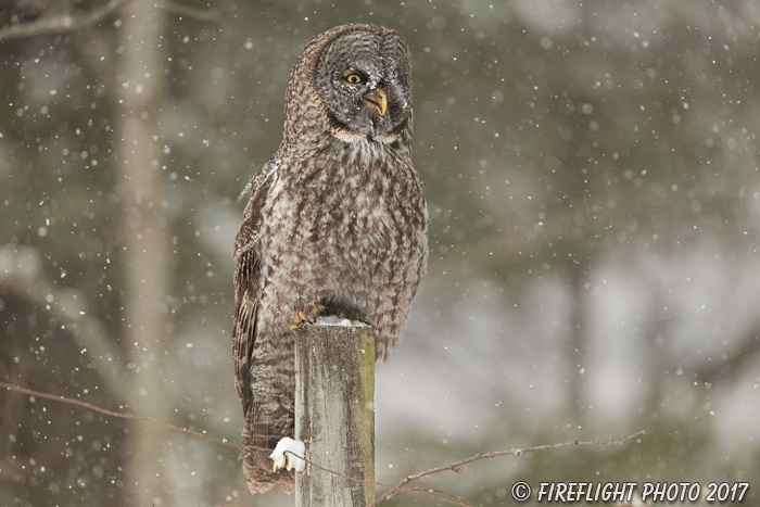 wildlife;raptor;owl;gray;grey;Strix nebulosa;snow;NH;New Hampshire;D5;2017