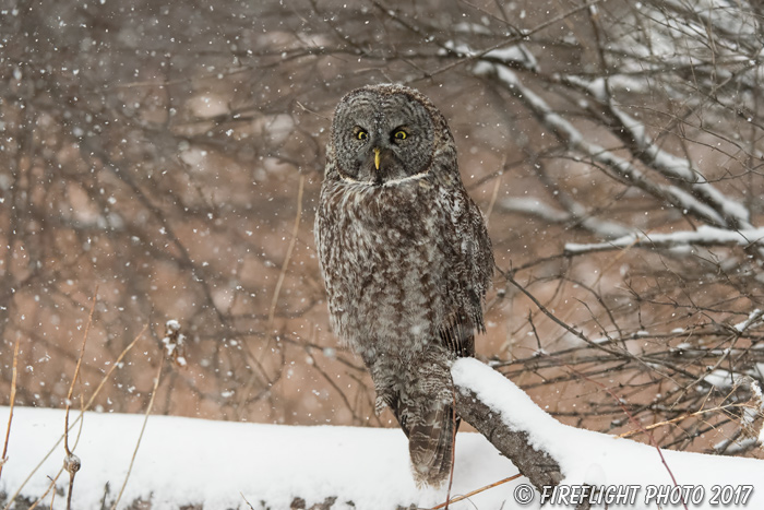 wildlife;raptor;owl;gray;grey;Strix nebulosa;snow;NH;New Hampshire;D5;2017