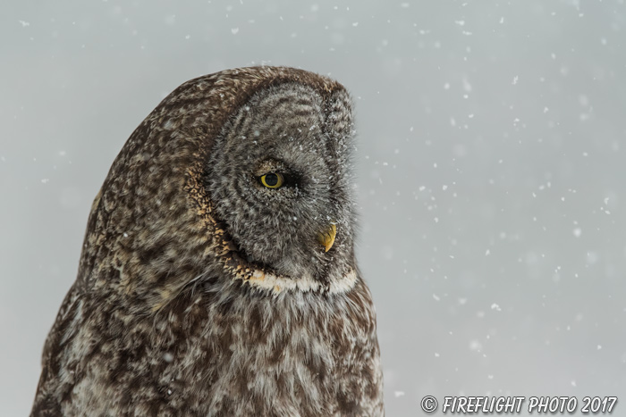 wildlife;raptor;owl;gray;grey;Strix nebulosa;snow;NH;New Hampshire;D5;2017