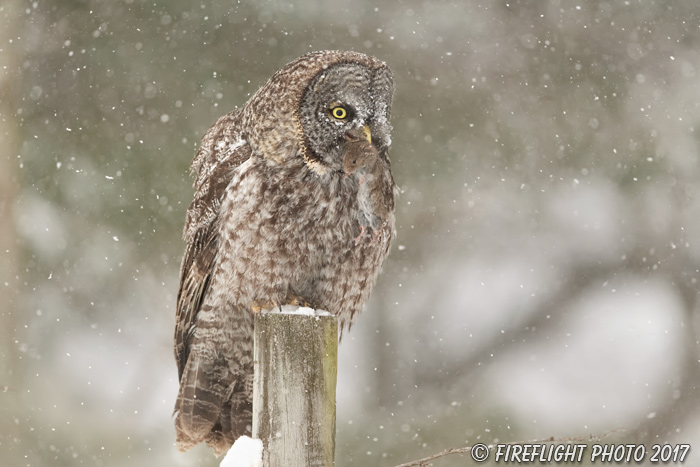 wildlife;raptor;owl;gray;grey;Strix nebulosa;snow;NH;New Hampshire;D5;2017