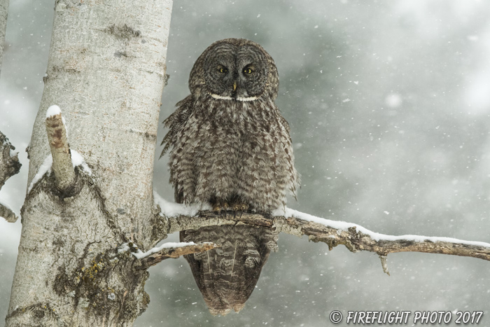 wildlife;raptor;owl;gray;grey;Strix nebulosa;snow;NH;New Hampshire;D5;2017