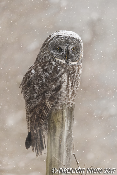 wildlife;raptor;owl;gray;grey;Strix nebulosa;snow;NH;New Hampshire;D5;2017