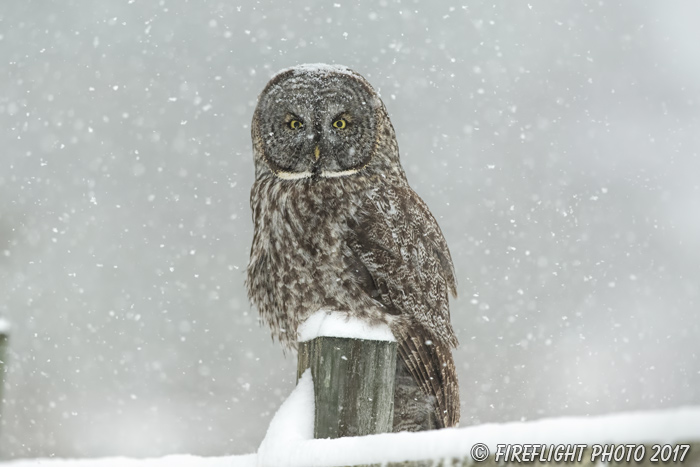 wildlife;raptor;owl;gray;grey;Strix nebulosa;snow;NH;New Hampshire;D5;2017