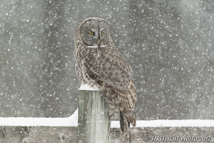 wildlife;raptor;owl;gray;grey;Strix nebulosa;snow;NH;New Hampshire;D5;2017