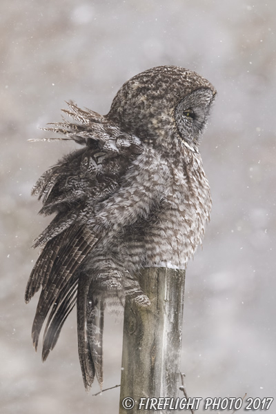 wildlife;raptor;owl;gray;grey;Strix nebulosa;snow;NH;New Hampshire;D5;2017