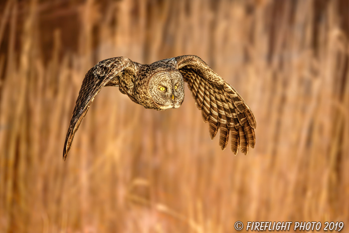 wildlife;raptor;owl;gray;grey;Strix nebulosa;grass;GGO;NH;D5;North NH;2019