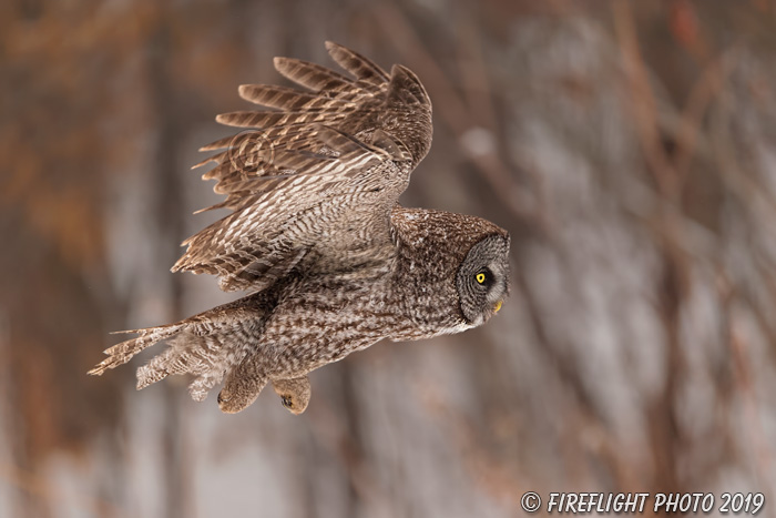 wildlife;raptor;owl;gray;grey;Strix nebulosa;close-up;snow;Canada;D5;2017