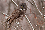 wildlife;raptor;owl;gray;grey;Strix-nebulosa;tree;snow;Canada;D5;2017
