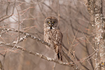 wildlife;raptor;owl;gray;grey;Strix-nebulosa;grass;snow;Canada;D5;2017