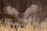 wildlife;raptor;owl;gray;grey;Strix-nebulosa;grass;snow;angel-wing;Canada;D5;2017
