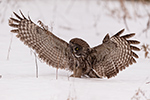 wildlife;raptor;owl;gray;grey;Strix-nebulosa;grass;snow;Canada;D5;2017