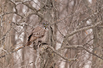 wildlife;raptor;owl;gray;grey;Strix-nebulosa;tree;snow;Canada;D5;2017