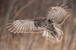 wildlife;raptor;owl;gray;grey;Strix-nebulosa;grass;angel-wings;Canada;D5;2017