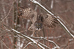 wildlife;raptor;owl;gray;grey;Strix-nebulosa;red-buds;snow;Canada;D5;2017