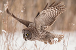 wildlife;raptor;owl;gray;grey;Strix-nebulosa;close-up;snow;Canada;D5;2017