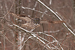 wildlife;raptor;owl;gray;grey;Strix-nebulosa;red-buds;snow;Canada;D5;2017