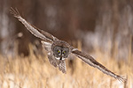 wildlife;raptor;owl;gray;grey;Strix-nebulosa;grass;snow;Canada;D5;2017