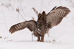 wildlife;raptor;owl;gray;grey;Strix-nebulosa;dance;snow;Canada;D5;2017