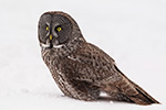 wildlife;raptor;owl;gray;grey;Strix-nebulosa;close-up;snow;Canada;D5;2017