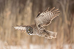 wildlife;raptor;owl;gray;grey;Strix-nebulosa;close-up;snow;Canada;D5;2017