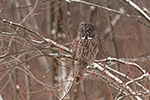 wildlife;raptor;owl;gray;grey;Strix-nebulosa;red-buds;snow;Canada;D5;2017