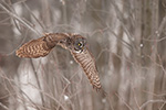 wildlife;raptor;owl;gray;grey;Strix-nebulosa;fog;trees;Canada;D5;2017